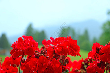 红色花朵近距离拍摄图片