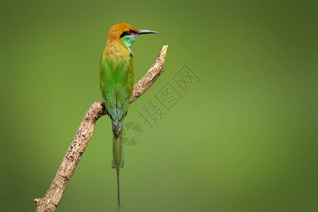 树枝上的绿色食蜂鸟Oripsorientalis图像图片