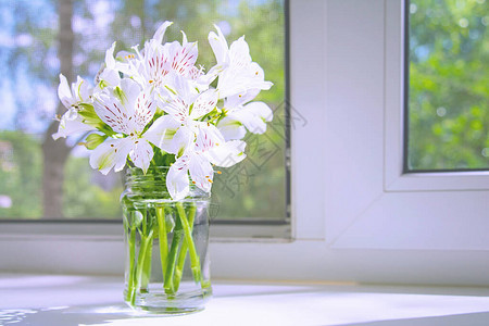 一束白花Alstroemeria站在白色窗台上图片