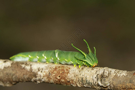 关于自然背景的常见纳瓦蝴蝶Polyuraathamas或龙头毛虫的卡特维勒图象图片