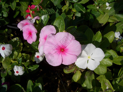 花白色中透淡绿长春花马达加斯长春花夹竹桃科名称花白色和粉红色春天在花园中的背景