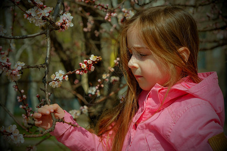 一个穿着粉红色衣服的小女孩在一棵开花的树附近的公园里散步在一棵开花的树附近的一件桃红色夹克的小女孩这个概念已经到了春天长头发的女图片