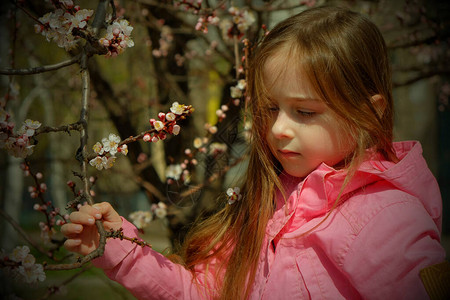 一个穿着粉红色衣服的小女孩在一棵开花的树附近的公园里散步在一棵开花的树附近的一件桃红色夹克的小女孩这个概念已经到了春天长头发的女图片