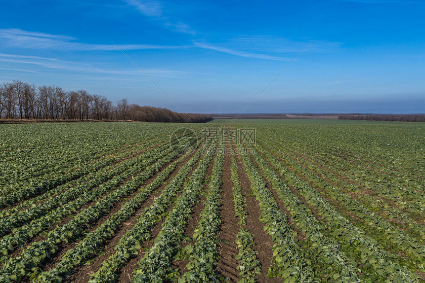 冬油菜下雪时可以种吗