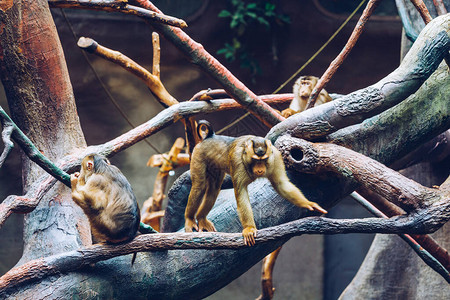 布拉格南部猪尾猕猴Macacanemestrina是布拉格动物园的图片