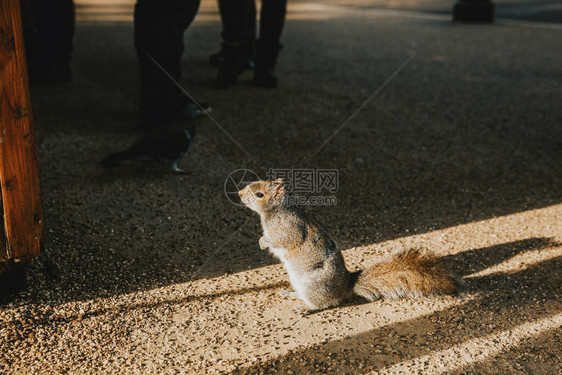 一只灰色好奇的蓬松鼠站在阳光下图片
