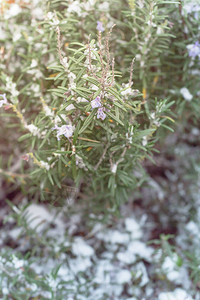 在美国得克萨斯州达拉斯附近的冰雪覆盖下图片