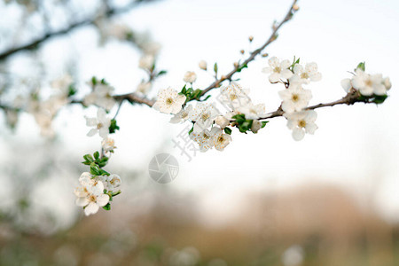 盛开的白树有很多洁白细腻的樱花在夕阳的照耀下图片