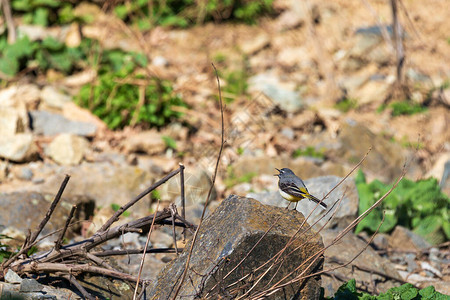Wagtail山Motacillacinerea小鸟图片