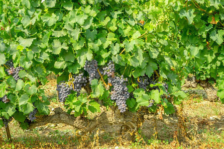 在酿酒厂的绿叶和棕色树干上成串新鲜的深黑色成熟葡萄果实图片