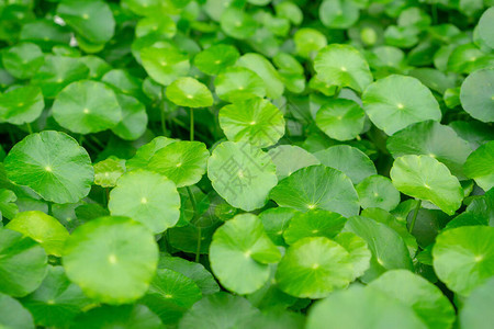 绿伞状的雨伞形叶水矮人称为MarshPenny或印度便背景图片
