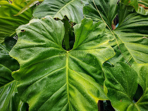 象耳植物新鲜绿色巨叶上的雨滴水图片