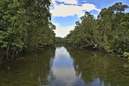 日间Daintree雨林的布隆菲图片