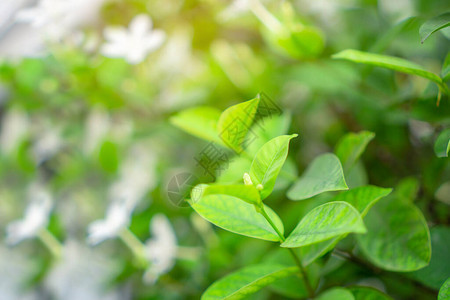 鲜嫩的芽软绿叶在天然绿化植物上开花图片