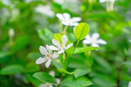 美丽娇小的满天星斗的纯白雪花瓣在阳光下绽放在绿叶灌木上图片