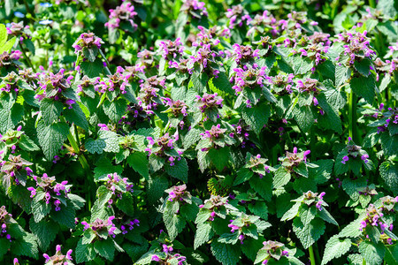 专辑植物的许多鲜艳的深紫色花朵图片