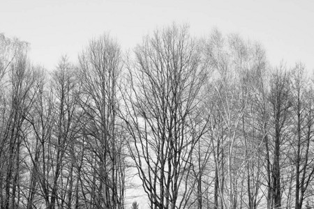 照片黑白树木没有植被冬日村子里的树有背景图片