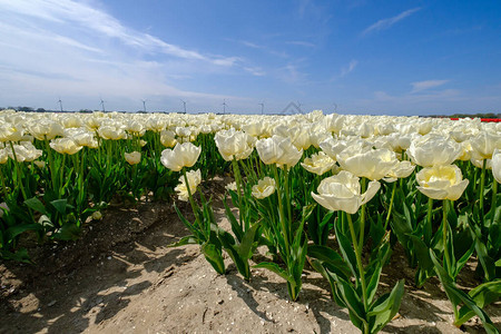 田野中的白色郁金香与广角镜头从下方图片