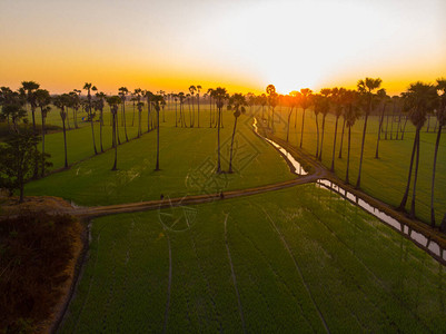 在稻田的鸟瞰日出与糖棕榈农业工鸟瞰图图片