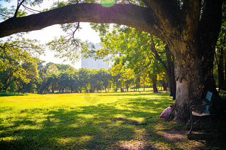 市中心城市公园阳光明媚的自然绿树图片