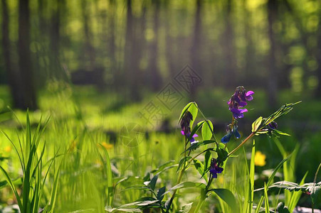 美丽的绿色背景与森林春天的自然与树木五图片