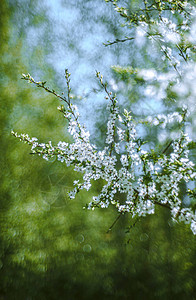 花园的白梅花艺术背景与bo图片