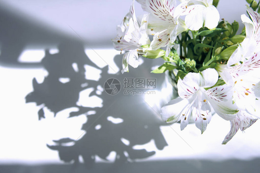 一束白色的花六出在阳光的照射下站在一张白色的桌子上图片