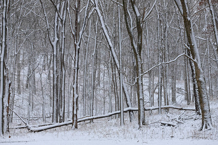 白天雪皑的森林风景图片