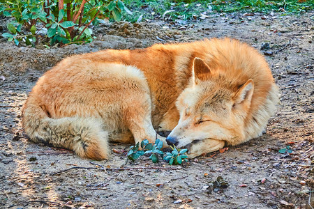 狼唯美一头红狼躺在林间空地的上背景