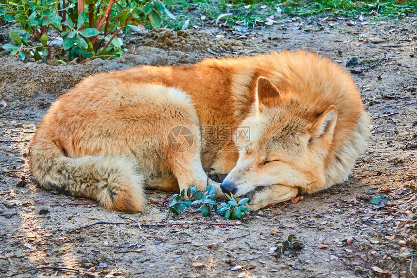 狼队主场迎战曼联 英超焦点战一触即发 双方争夺关键积分