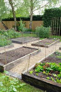 蔬菜园艺在花园中的蔬菜图片