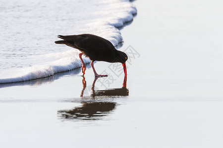 下午在湿沙上行走的黑牡蛎捕猎者在俄勒冈南部海岸哈里斯海滩州立公园图片