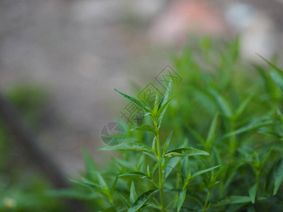 泰国草本苦药王图片