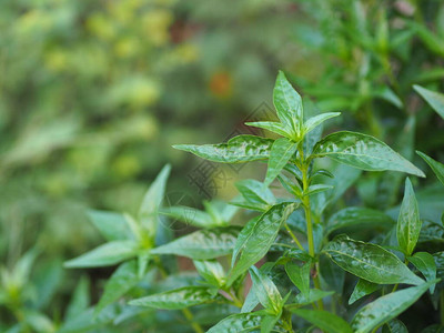 泰国草本苦药王图片