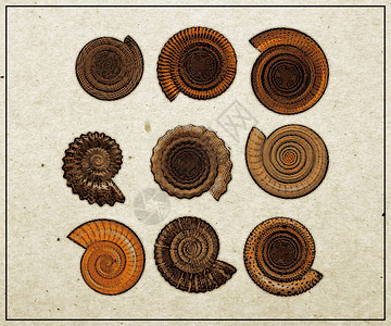 一套Ammonite贝壳图片