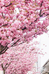 在巷子里的树上放着美丽而盛开的香草花图片