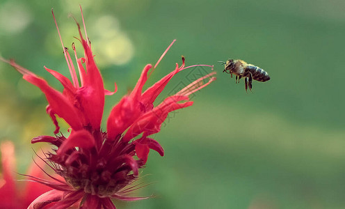 蜜蜂在花园里的一朵红花上图片