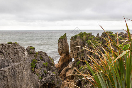 Paparoa公园新西兰南岛帕图片