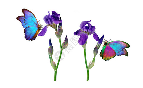 美丽的蓝色热带蝶蝴在鸢尾花上被白色隔离花上的蝴蝶夏天的鲜艳色图片