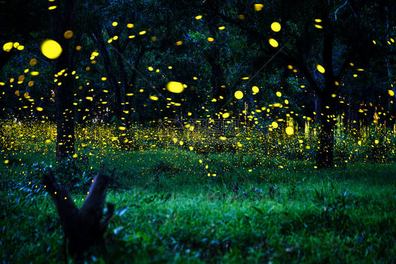 萤火虫在森林里飞舞泰国巴真武里夜间灌木丛中的萤火虫图片