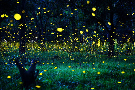萤火虫在森林里飞舞泰国巴真武里夜间灌木丛中的萤火虫图片素材