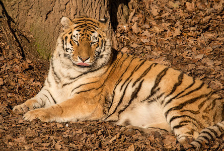 西比亚老虎躺在地上落叶在太阳下在动物园里图片