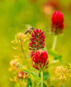 蜜蜂徘徊在红三氟化物大图片