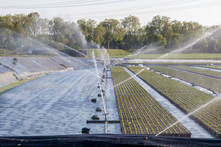 专业喷头在绝对干旱和无降雨的炎热时期浇灌和溉市场花园和苗圃图片