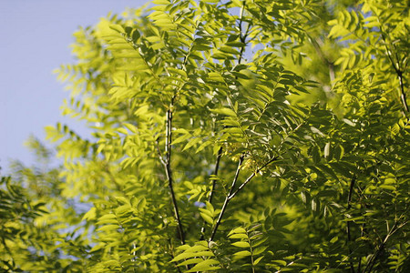 城市公园的植被图片