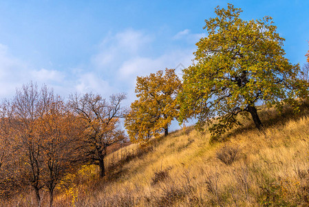 秋季树木繁茂的景观图片