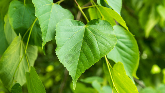 天然植物背景图片