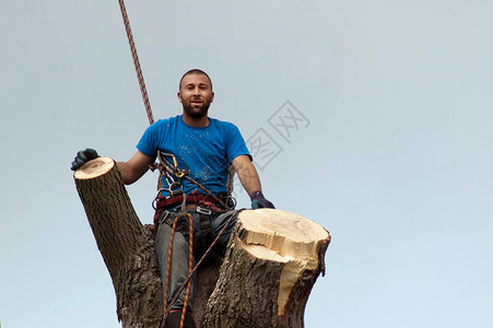 工人在大树顶上摆姿势他图片