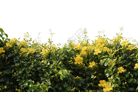 蓝色天空背景上有剪切路径的美丽的黄花长春花树图片