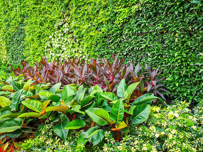 绿叶和红彩植物的绿色垂直花园墙图片